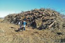 Denuncien una tala massiva de tamarius centenaris al Parc Natural dels Aiguamolls