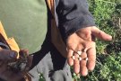Ull ros, actiu per a l'Empordà