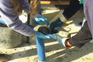 Prova per descontaminar les aigües subterrànies a Vilafant