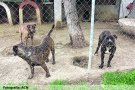 La Protectora d’Animals i Plantes de  <a href=