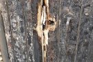 L’associació Ona denuncia un robatori i un segon intent fallit