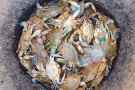 Capturen més de 2 milions de crancs blaus en quatre anys