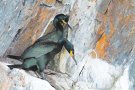 Els corbs marins del Cap de Creus resisteixen al Gloria
