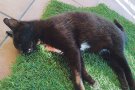 Denuncien una «matança» de gats al carrer d’Albanyà
