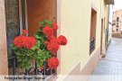 Propostes per un Sant Jordi a casa