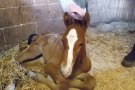 L’Hípica Aiguamolls inicia un projecte de cria de cavalls de la raça Holsteiner