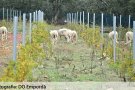 Els animals, aliats de la DO Empordà