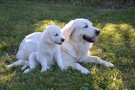 El Projecte Lola ofereix un espai segur per als animals de dones maltractades