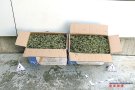 Detinguts amb nou quilos de droga en una pista forestal