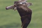 Nova geolocalització per protegir l’àguila cuabarrada