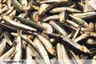 El canvi global afecta la salut del peix blau de la Costa Brava
