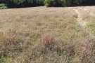 Els pagesos alerten d’un mínim històric en la collita de l’ordi