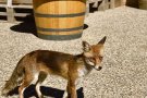 Una guineu visita les vinyes de Cantallops