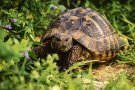 Troben tortugues Mediterrànies al Manol