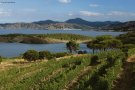 Grau d’excel·lència per a més de 100 vins de la DO Empordà