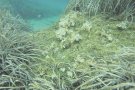 L’alga invasora del cap de Creus