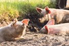 Projecten construir una granja de 1.900 porcs a Capmany