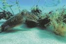 Limiten la pesca de sèpies a la badia