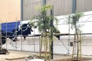 Millores a l’entorn de la plaça de la Llotja de Roses, que tindrà un mural de 64 metres quadrats