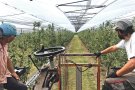 Ideen una malla pionera per protegir les pomes fuji de fongs i esquerdats