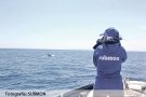 Estudien l’impacte dels confinaments en la població de dofins mulars del Cap de Creus