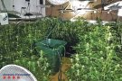 Cinc detinguts i 1.074 plantes comissades a Sant Miquel de Fluvià