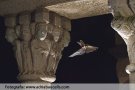 El monestir, feu sagrat de l’orellut