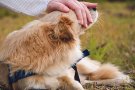 Xerrades tècniques sobre els animals de companyia