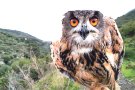 La població de ducs més gran del país viu al Cap de Creus