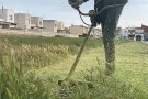 Prova pilot a Castelló per no haver d’utilitzar herbicides