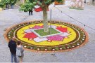 Èxit en el trentè concurs de flors silvestres de Bàscara