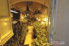 Tenien una plantació en una granja mig abandonada