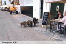Cadaqués demana ajuda als Agents Rurals pels senglars