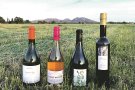Tot a punt per a l’Arrels del Vi, que ja té cellers guanyadors