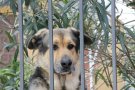 Torna a començar el procés per construir el centre d’animals