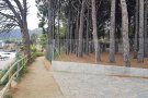La nova pineda de la Farella, al detall