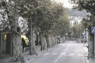 Cadaqués farà una endoteràpia als mítics plataners de l’entrada