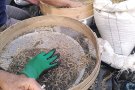 Matinal per ajudar a la recuperació del prat Llarg de Cantallops