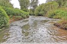 Torna la vida piscícola a la riera de <a href=