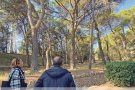 La pineda de la pujada del Castell acollirà els estornells i reduirà les seves molèsties