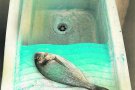 ‘Mediterrània, natura morta’ obre al Joaquim Xirau
