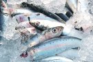 Troben residus de plàstic en peixos