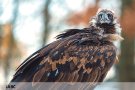 Els agricultors demanen que s’aturi la reintroducció del voltor negre a l’Empordà