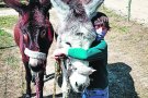 'Crowdfunding' per un ase de Masarac