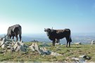 La vaca de l’Albera, potencial gastronòmic i mediambiental
