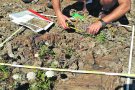 El Cap de Creus quadruplica el nombre d’exemplars d’una planta en perill d’extinció