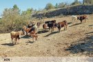 Vaca de l’Albera a la vall del Corb