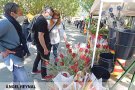 S’augura una bona Diada, però la rosa s’encareix