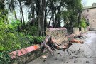 Borrassà tallarà una trentena d’arbres de Cal Governador