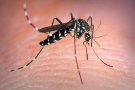 Nova campanya per evitar la proliferació del mosquit tigre
